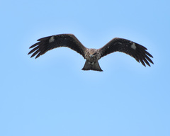 Milvus migrans lineatus