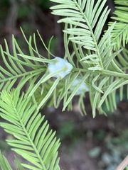 Taxodiomyia cupressiananassa