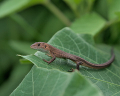 Takydromus tachydromoides