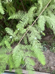 Taxodiomyia cupressiananassa