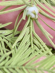 Taxodiomyia cupressiananassa