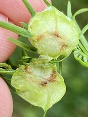 Taxodiomyia cupressiananassa