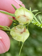 Taxodiomyia cupressiananassa