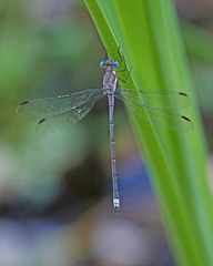Archilestes californicus