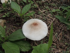 Agaricaceae