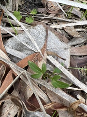 Clematis microphylla