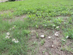 Agaricaceae