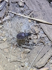 Otiorhynchus rugosostriatus