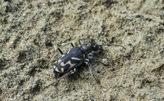 Cicindela tranquebarica