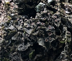Leptogium corticola image