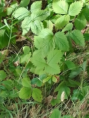 Fragaria