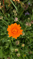 Calendula officinalis