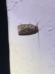Hofmannophila pseudospretella