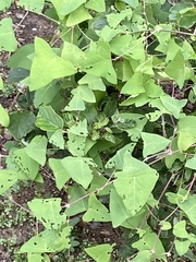 Persicaria perfoliata