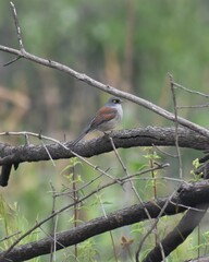 Junco phaeonotus