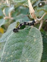 Acronyctodes mexicanaria