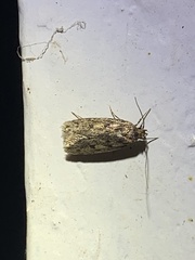Hofmannophila pseudospretella