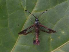 Synanthedon hela