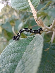 Acronyctodes mexicanaria