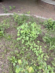 Persicaria perfoliata