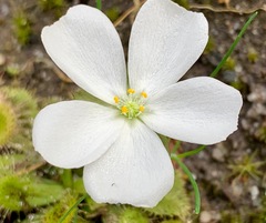 Drosera aberrans