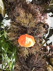 Cryptolithodes sitchensis