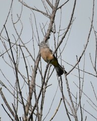 Ptiliogonys cinereus