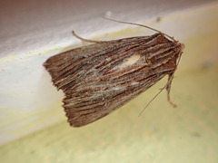 Ichneutica steropastis