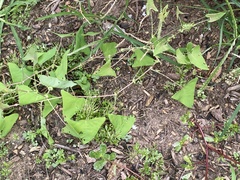 Persicaria perfoliata