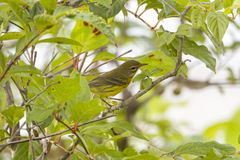 Setophaga discolor