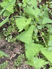 Persicaria perfoliata
