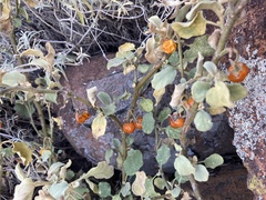 Solanum tomentosum