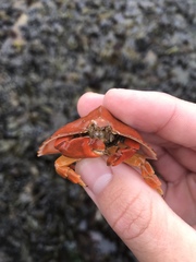 Cryptolithodes sitchensis