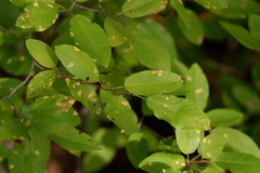 Gymnosporangium amelanchieris