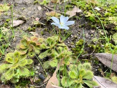 Drosera aberrans