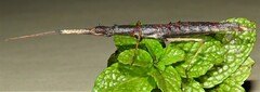 Pachymorpha