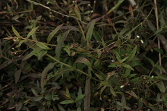 Veronica scutellata