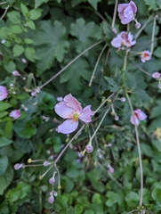 Eriocapitella hupehensis