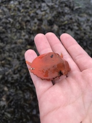 Cryptolithodes sitchensis