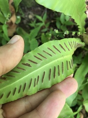 Asplenium scolopendrium