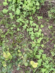 Persicaria perfoliata