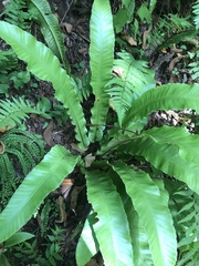 Asplenium scolopendrium