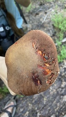 Leccinum manzanitae