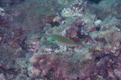 Stethojulis balteata