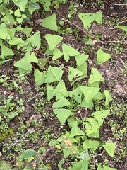Persicaria perfoliata