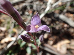Thelymitra brevifolia