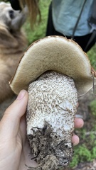 Leccinum manzanitae