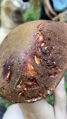 Leccinum manzanitae
