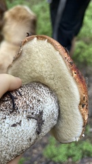 Leccinum manzanitae