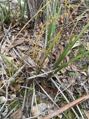 Drosera planchonii
